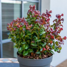 Леукотое Сurly red 